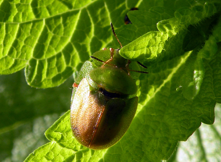 Cassida spp.